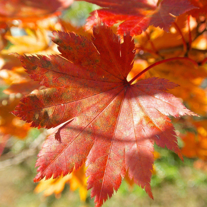 Acer japonicum 'Attaryi' ~ Attaryi Fullmoon Maple-ServeScape