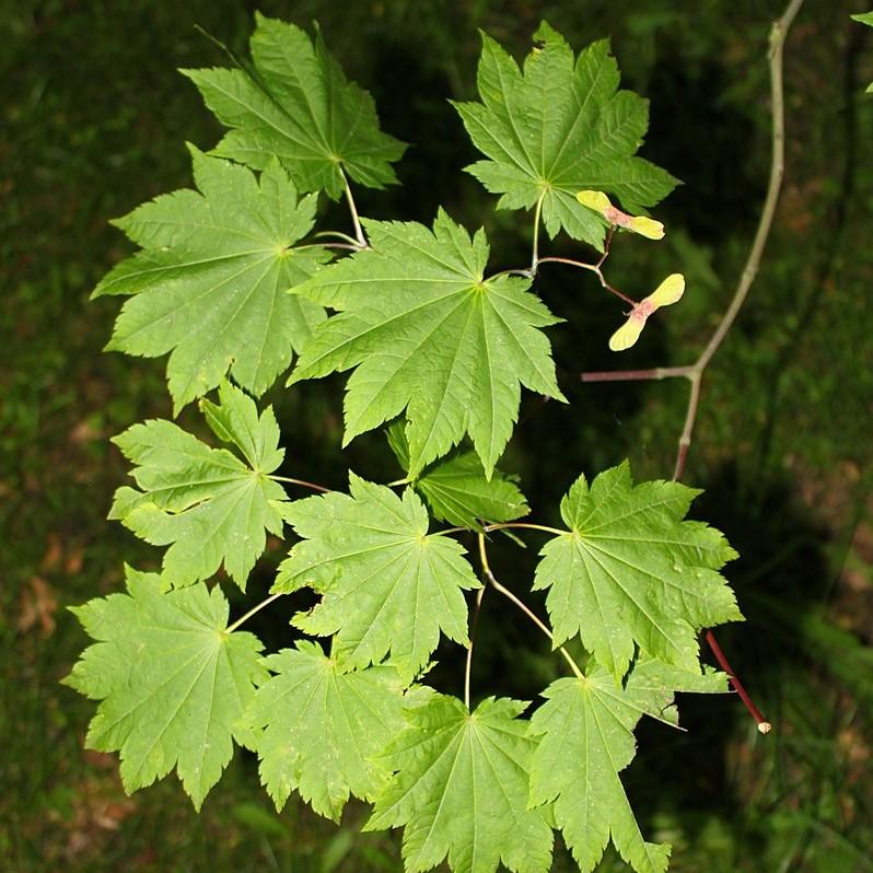 Acer japonicum 'Attaryi' ~ Attaryi Fullmoon Maple-ServeScape