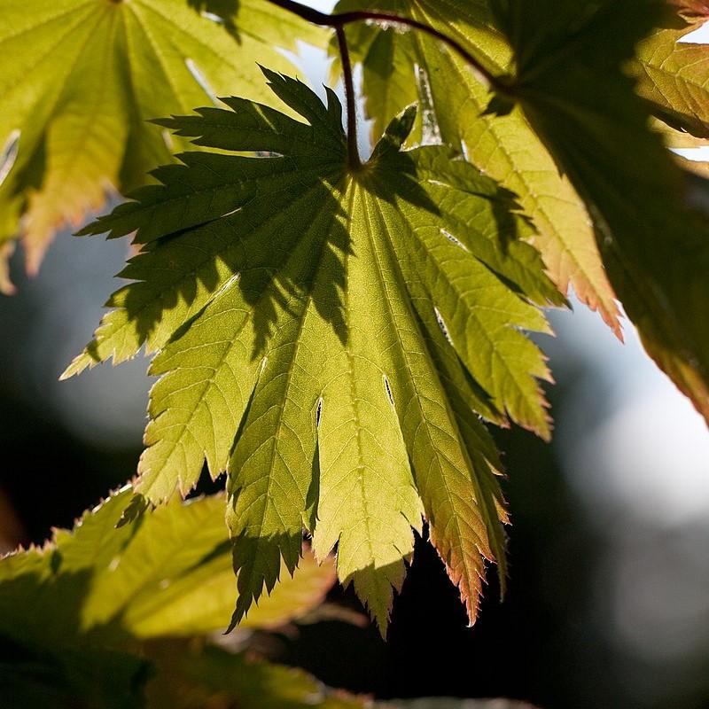 Acer japonicum 'Attaryi' ~ Attaryi Fullmoon Maple-ServeScape
