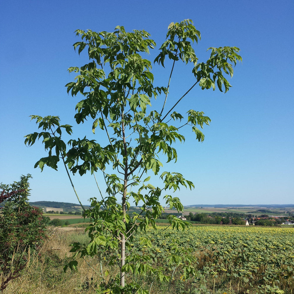 Acer negundo ~ Boxelder Maple-ServeScape