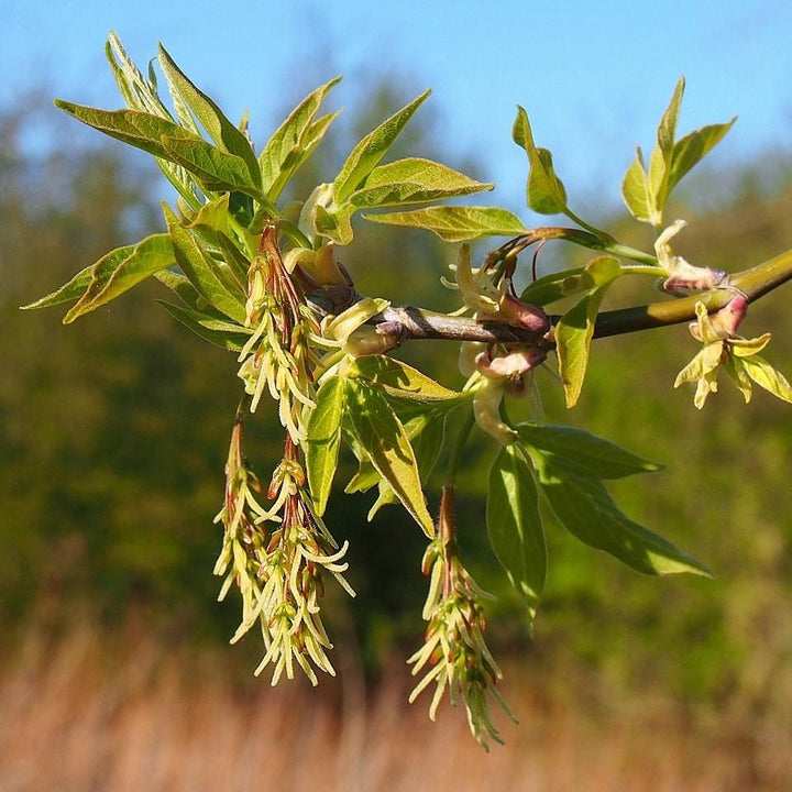 Acer negundo ~ Boxelder Maple-ServeScape
