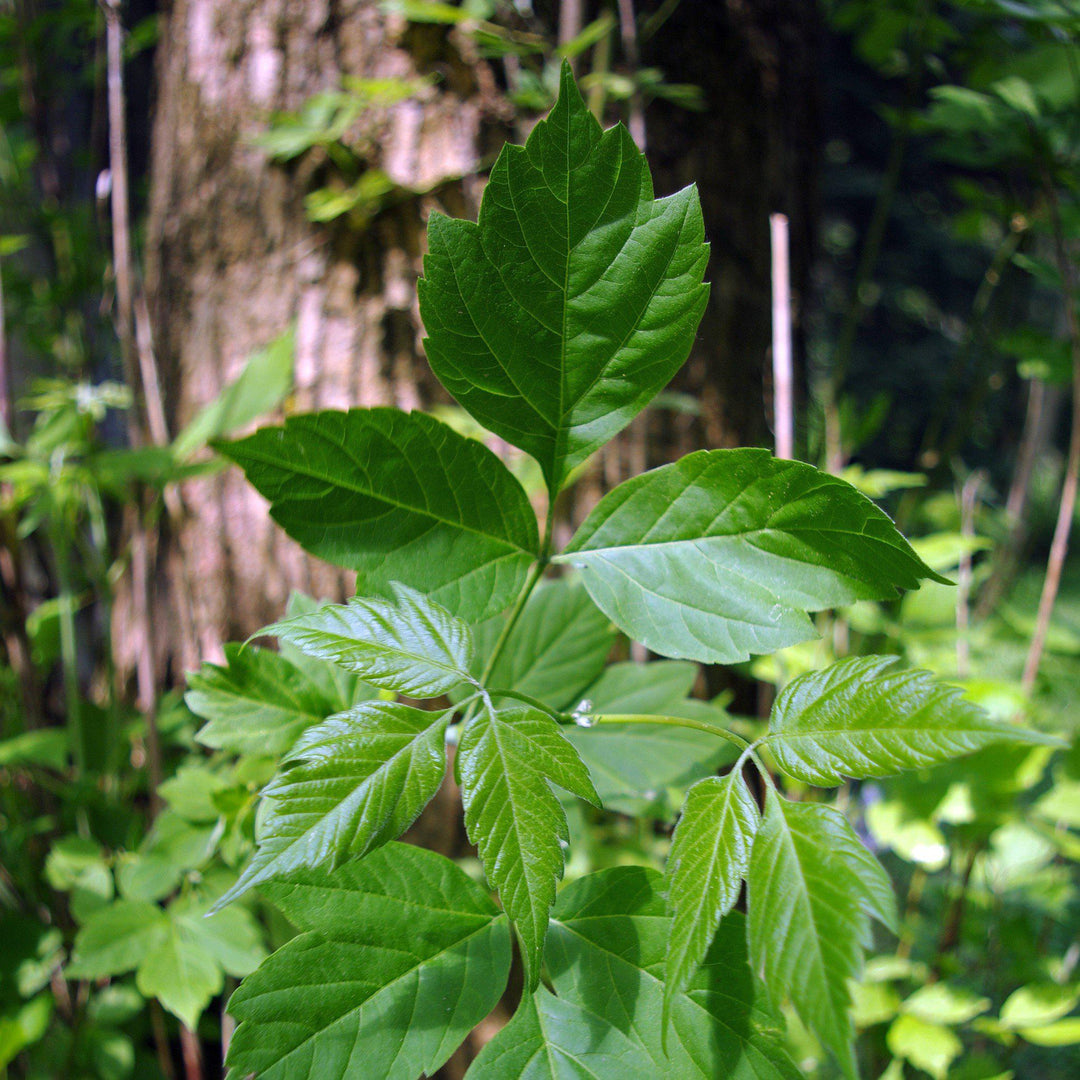 Acer negundo ~ Boxelder Maple-ServeScape