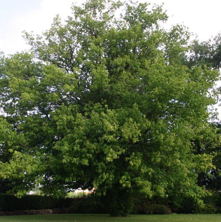Acer negundo ~ Boxelder Maple-ServeScape
