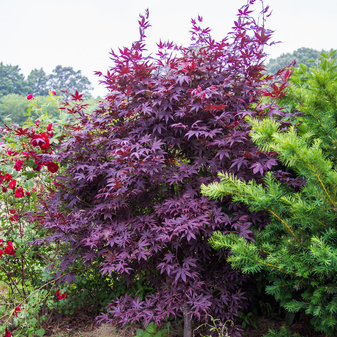 Acer palmatum 'Bloodgood' ~ Japanese Maple 'Bloodgood'-ServeScape