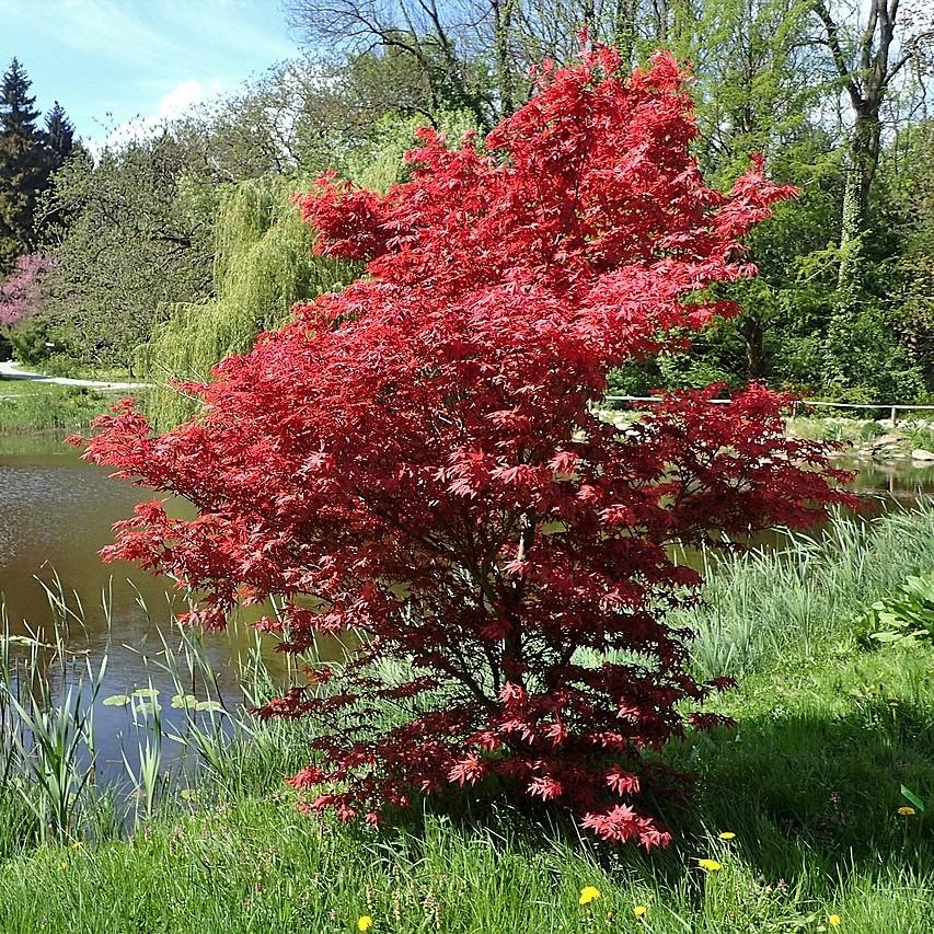 Acer palmatum 'Bloodgood' ~ Japanese Maple 'Bloodgood'-ServeScape