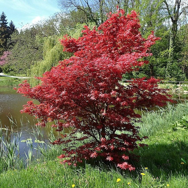 Acer palmatum 'Bloodgood' ~ Japanese Maple 'Bloodgood'-ServeScape