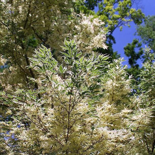 Acer palmatum 'Butterfly' ~ Butterfly Japanese Maple-ServeScape