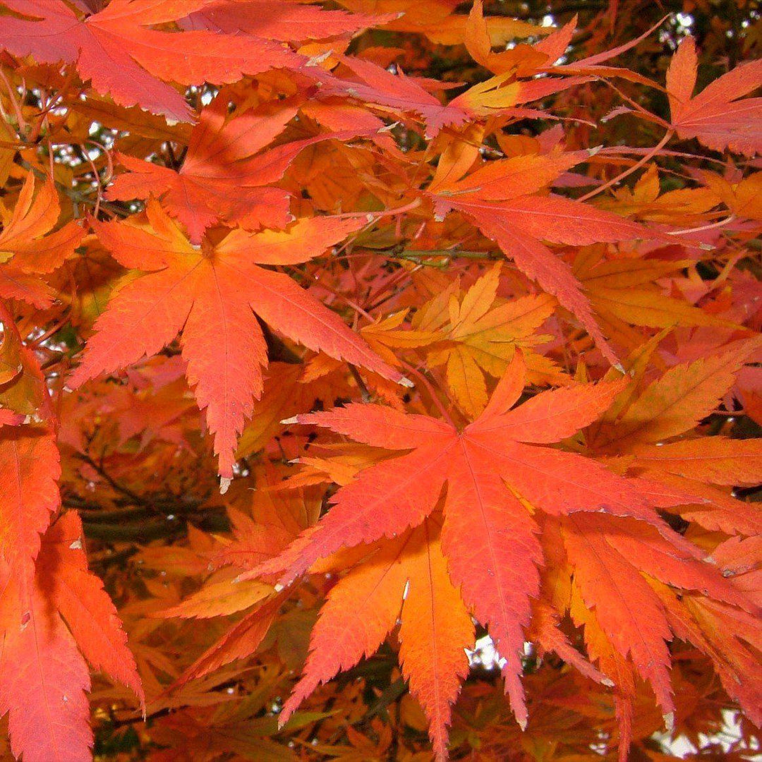 Acer palmatum 'Glowing Embers' ~ Glowing Embers Japanese Maple-ServeScape