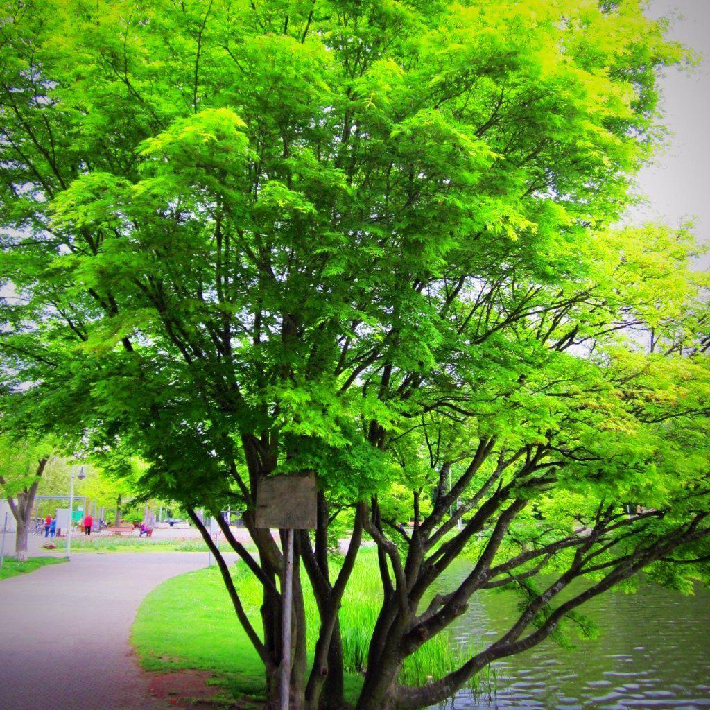 Acer palmatum 'Green' ~ Japanese maple - Delivered By ServeScape