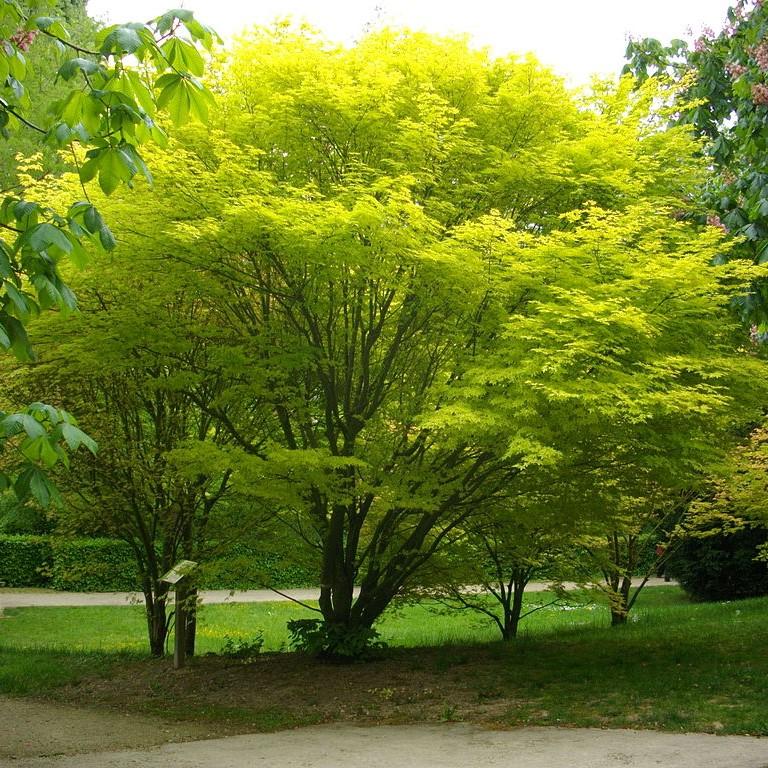 Acer palmatum ~ Japanese Maple-ServeScape