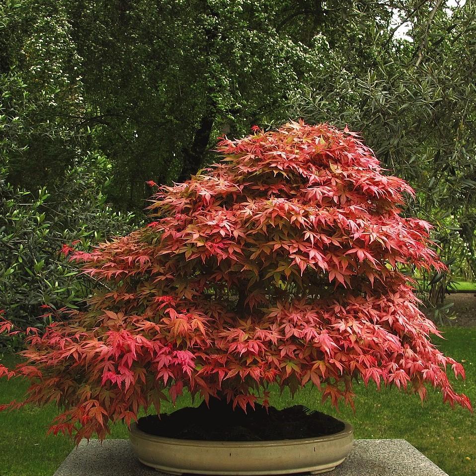 Acer palmatum 'Mikawa yatsubusa' ~ Mikawa Yatsubusa Japanese Maple-ServeScape