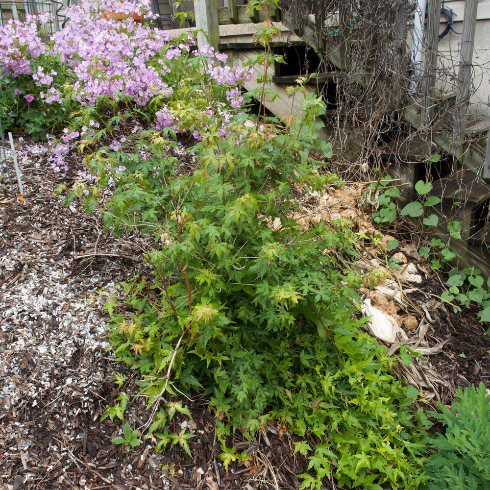 Acer palmatum 'Ryusen' ~ Ryusen Weeping Japanese Maple-ServeScape