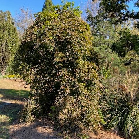Acer palmatum 'Ryusen' ~ Ryusen Weeping Japanese Maple-ServeScape