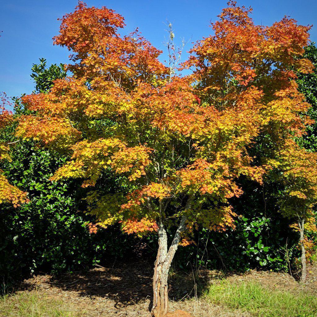 Acer palmatum 'Sango-kaku ~ Coral Bark Japanese Maple - Delivered By ServeScape