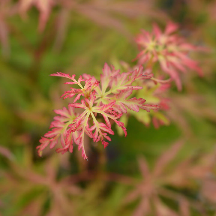 Acer palmatum 'Seiryu' ~ Seiryu Japanese Maple - Delivered By ServeScape