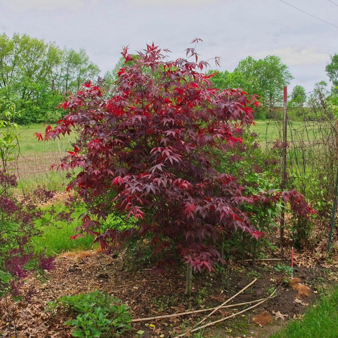 Acer palmatum 'Wolff' ~ Emperor I® Japanese Maple-ServeScape