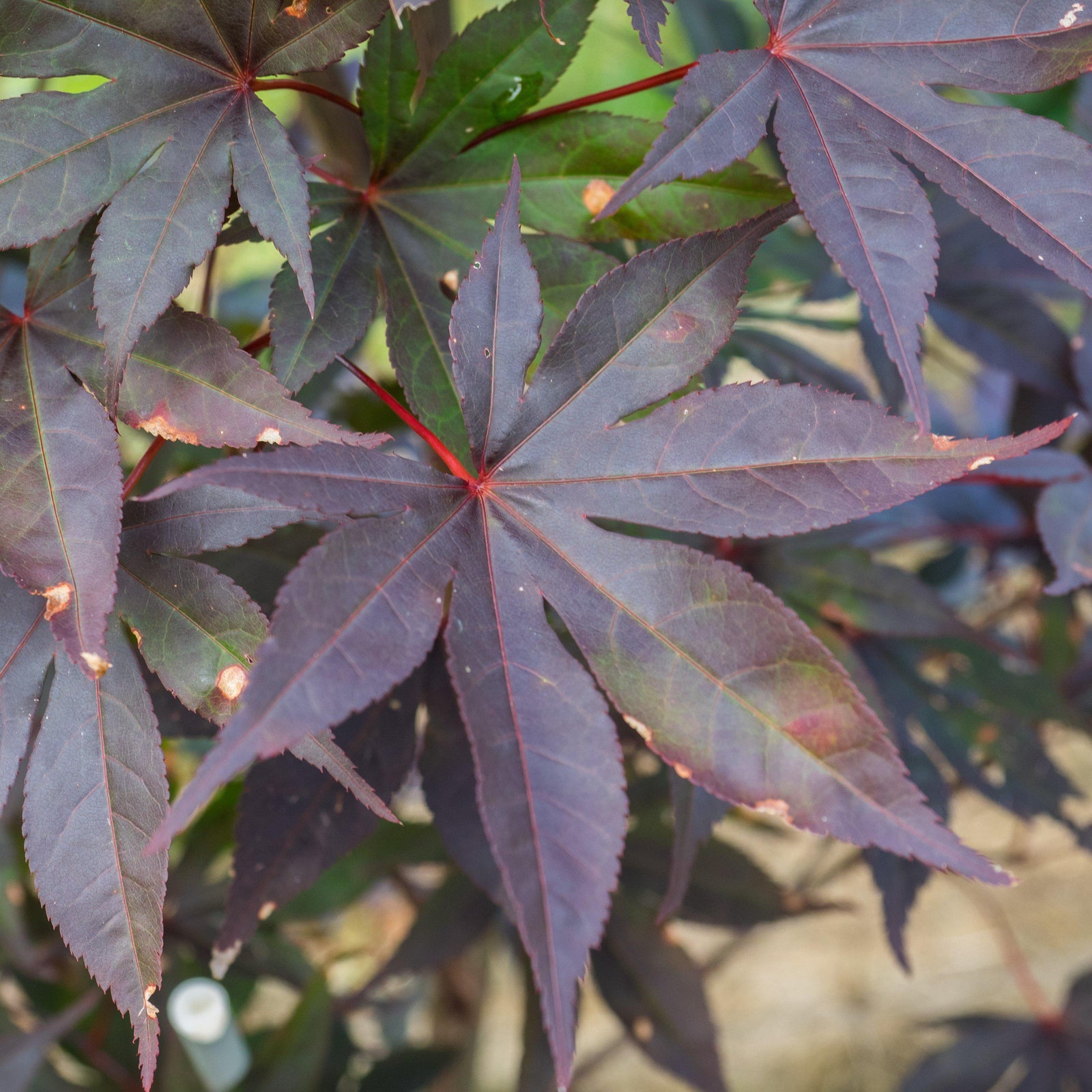 Acer palmatum 'Wolff' ~ Emperor I® Japanese Maple-ServeScape