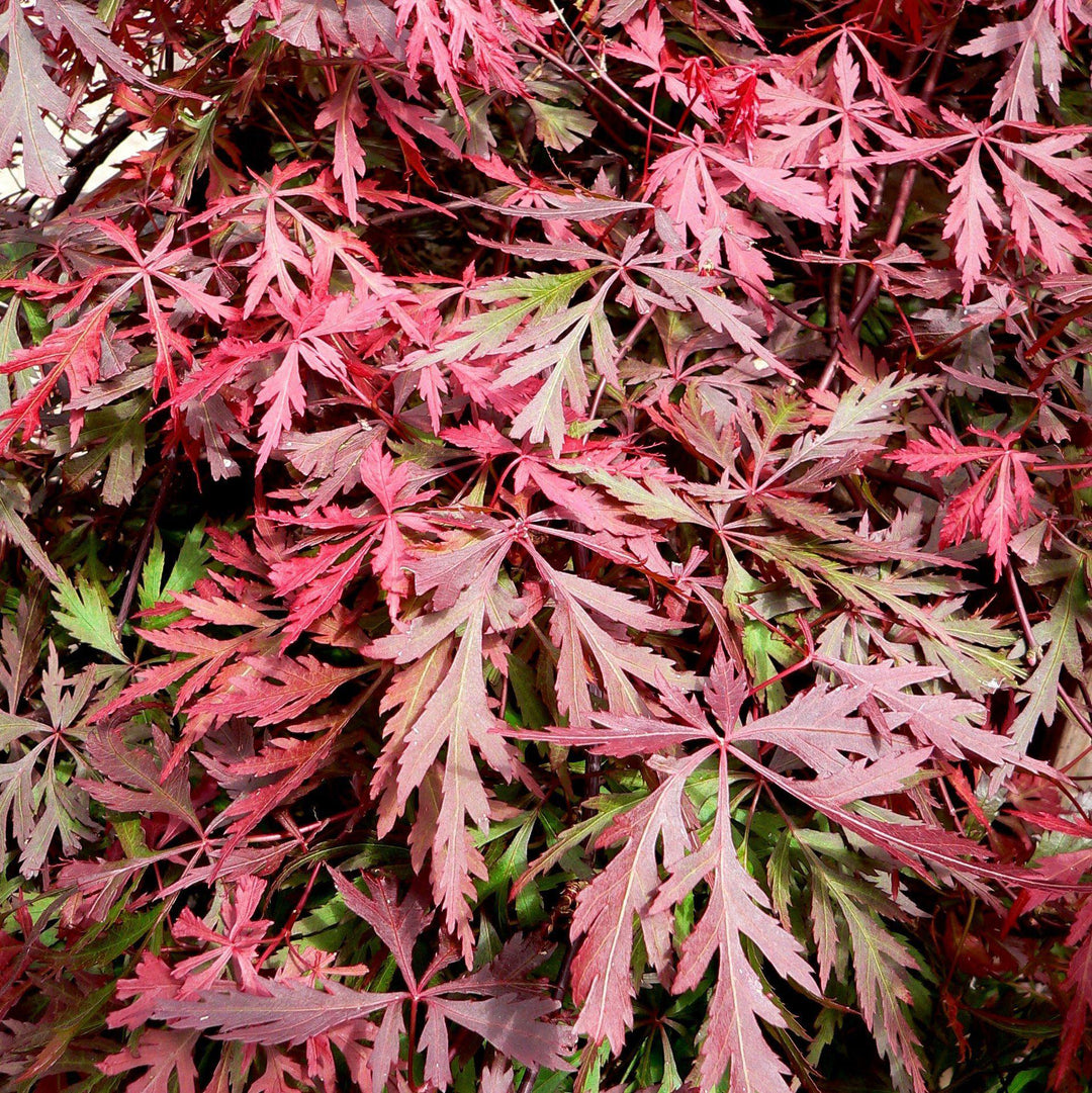 Acer palmatum dissectum 'Orangeola' ~ Orangeola Japanese Maple-ServeScape