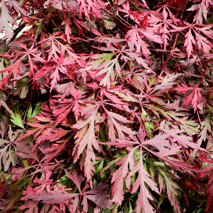 Acer palmatum dissectum 'Orangeola' ~ Orangeola Japanese Maple-ServeScape
