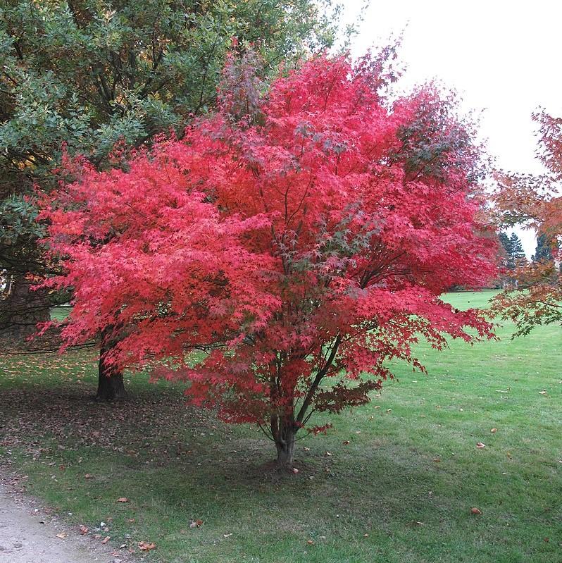 Acer palmatum var. dissectum 'Atropurpureum' ~ Red-Leaf Japanese Maple-ServeScape