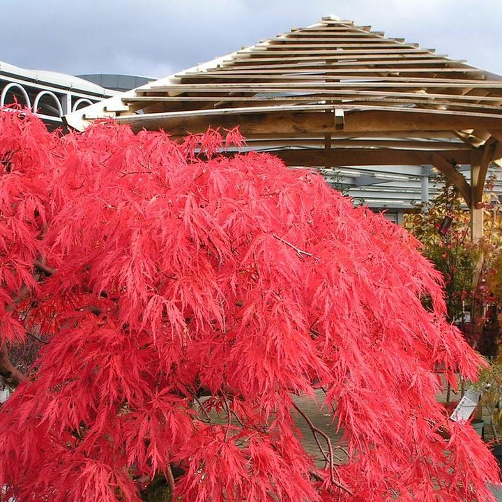 Acer palmatum var. dissectum 'Crimson Queen' ~ Crimson Queen Japanese Maple-ServeScape