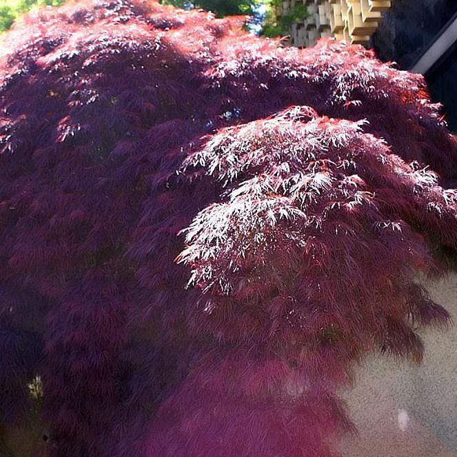 Acer palmatum var. dissectum 'Crimson Queen' ~ Crimson Queen Japanese Maple-ServeScape