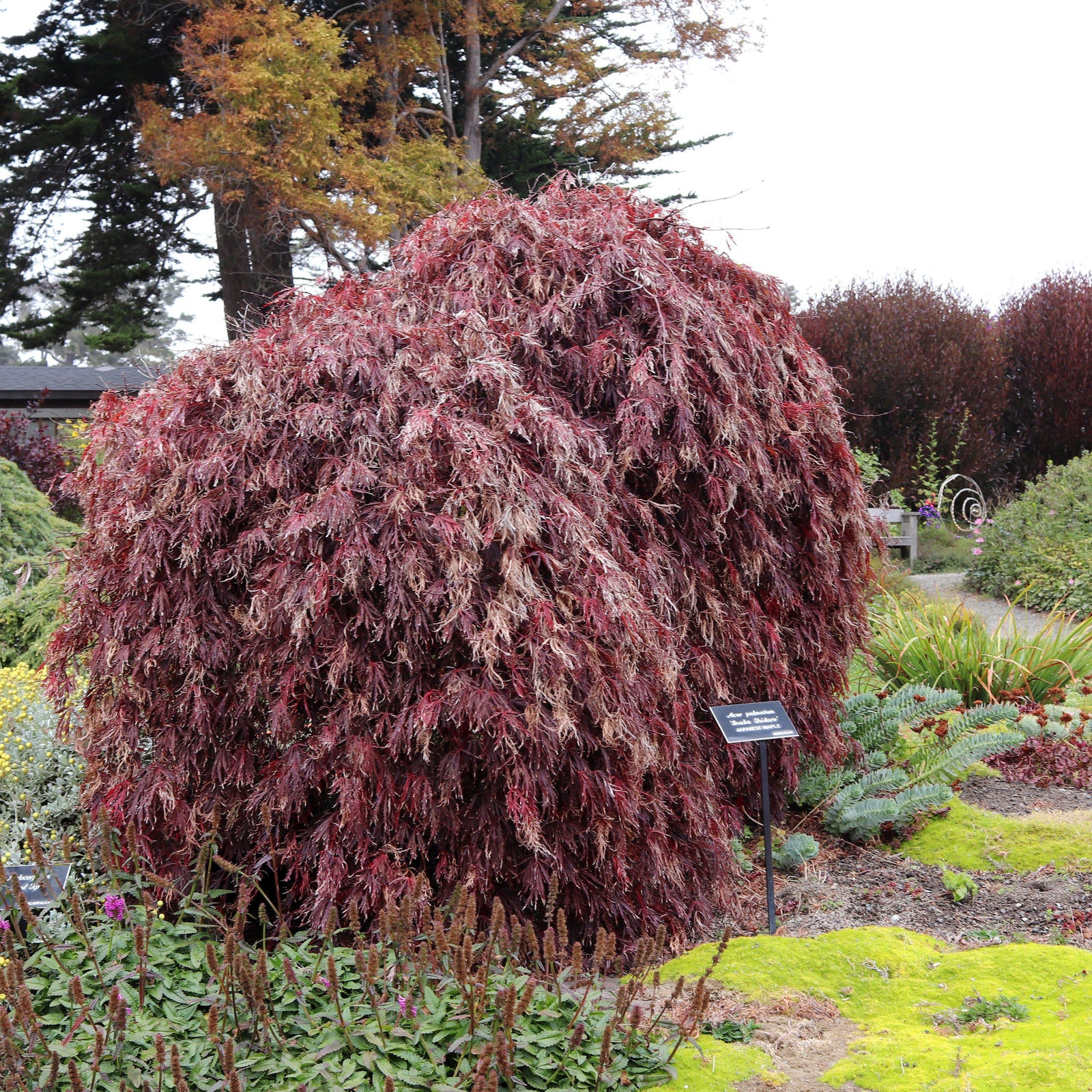 Acer palmatum var. dissectum 'Inaba-shidare' ~ Inaba-shidare Japanese Maple-ServeScape