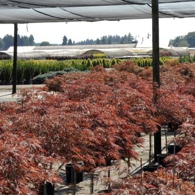 Acer palmatum var. dissectum 'Red Dragon' ~ Red Dragon Japanese Maple-ServeScape