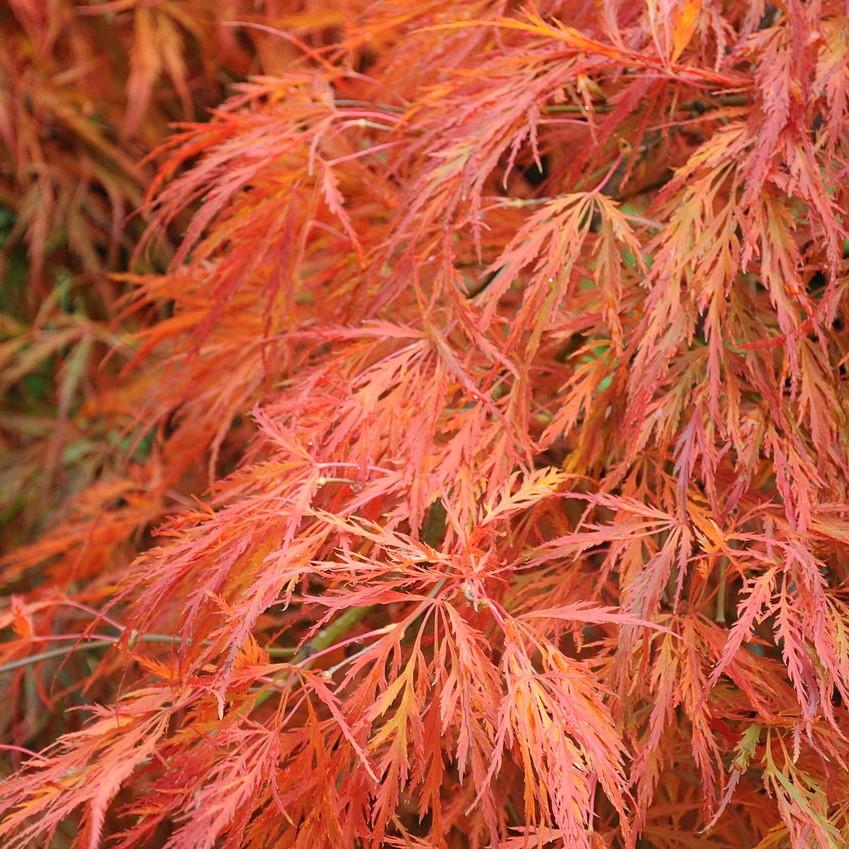 Autumn Colors