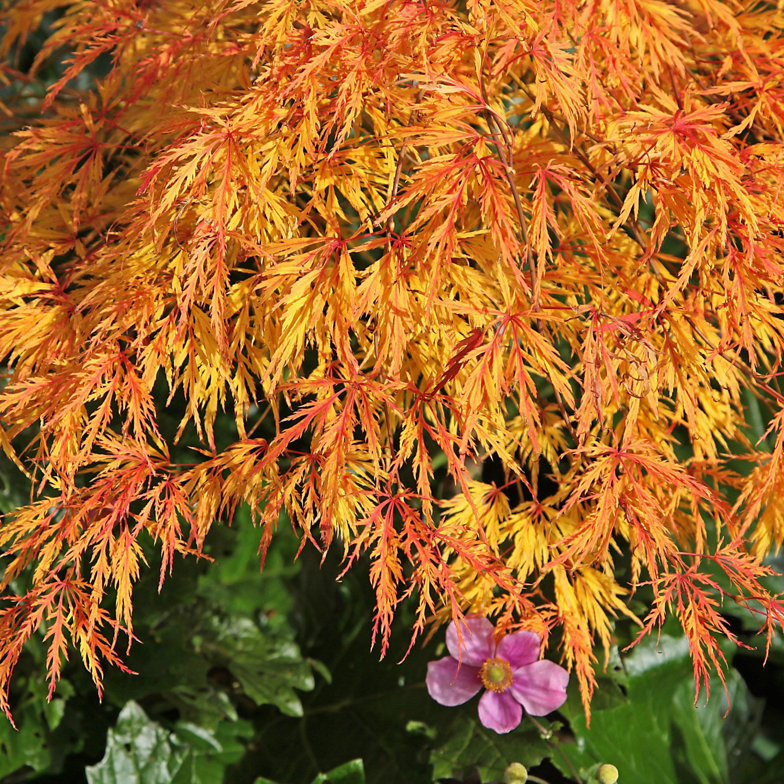 Autumn Colors