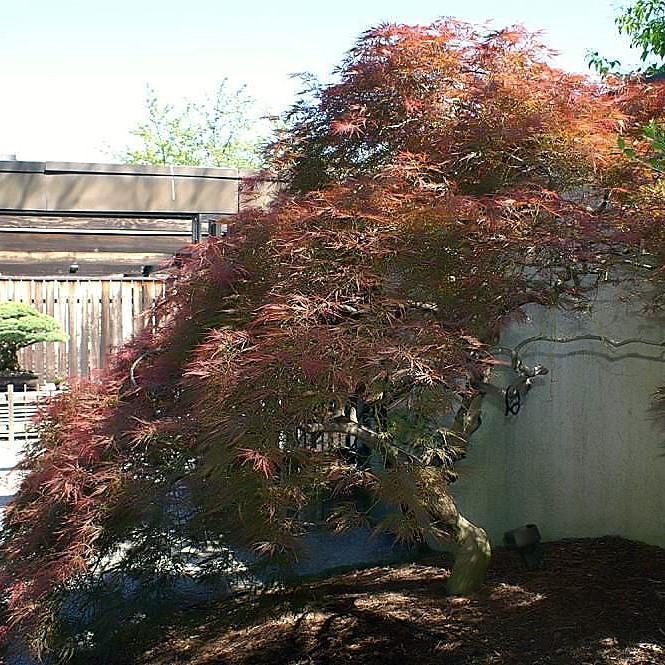 Acer palmatum var. dissectum 'Viridis' ~ Viridis Japanese Maple-ServeScape