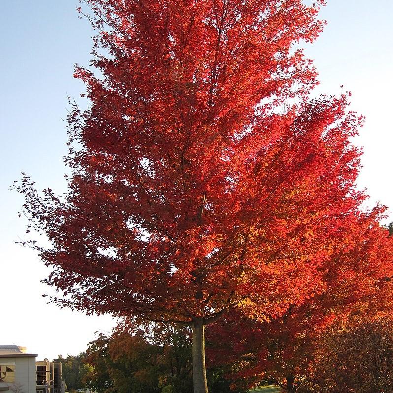 Acer rubrum 'Brandywine' ~ Brandywine Red Maple-ServeScape