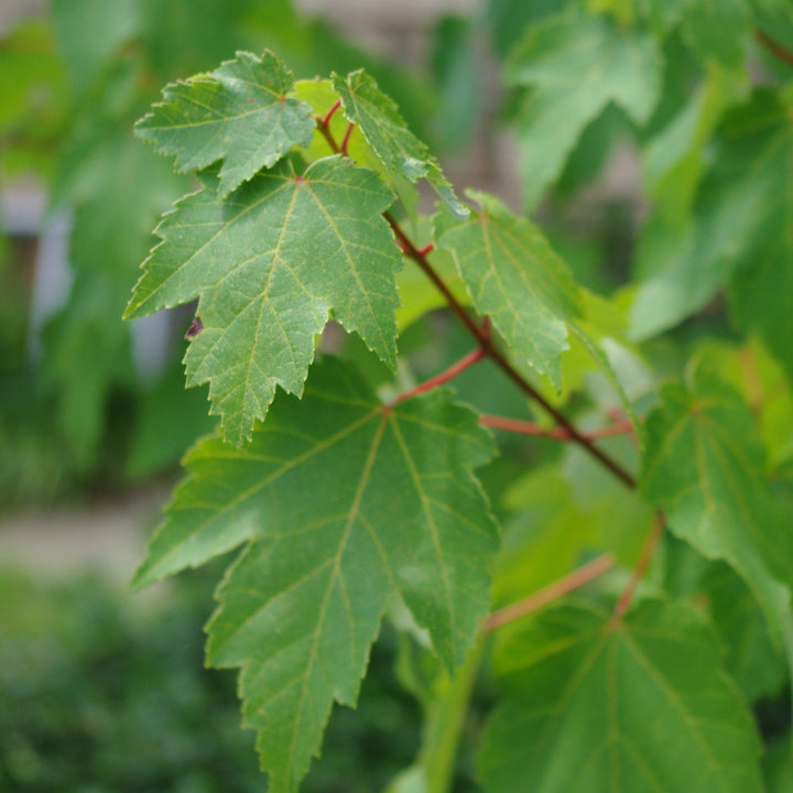 Acer rubrum 'Brandywine' ~ Brandywine Red Maple-ServeScape
