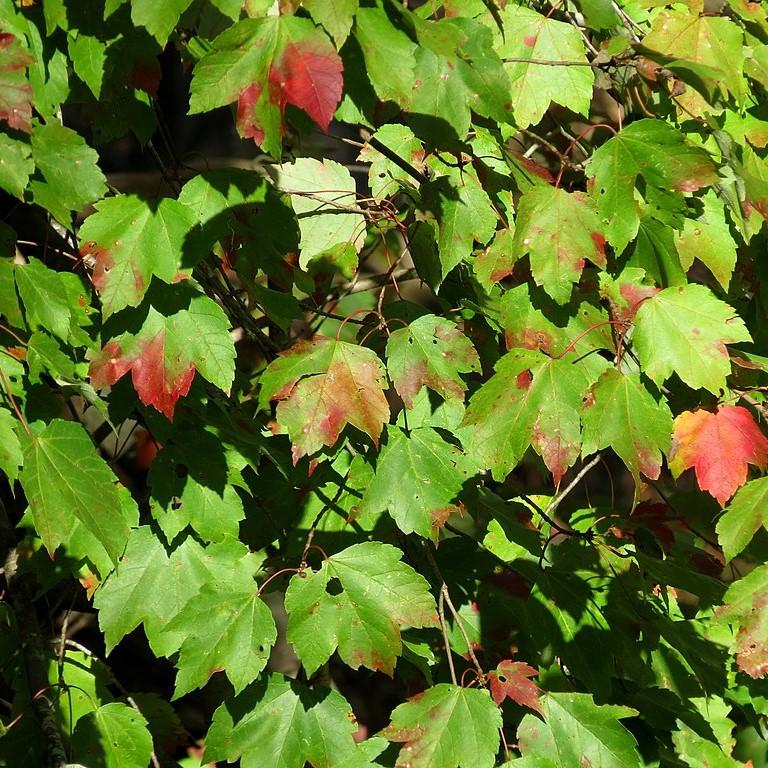 Acer rubrum 'Fairview Flame' ~ Fairview Flame Red Maple-ServeScape