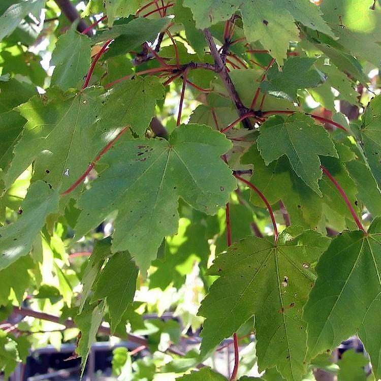 Acer rubrum 'PNI 0268' ~ October Glory® Red Maple-ServeScape
