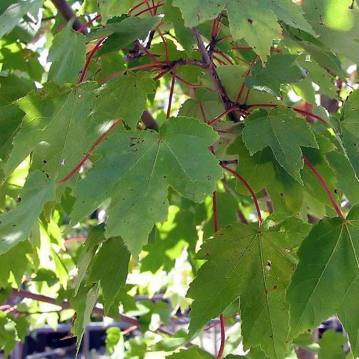 Acer rubrum 'PNI 0268' ~ October Glory® Red Maple-ServeScape