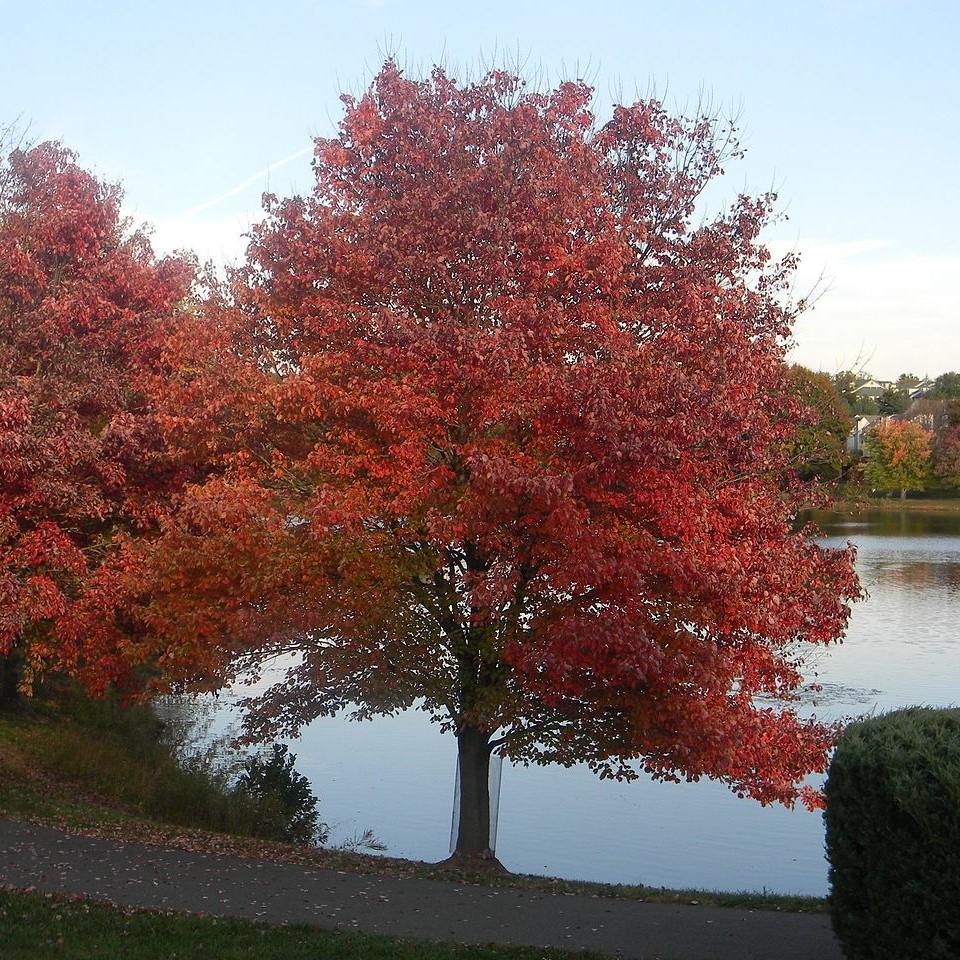 Acer rubrum~ Red Maple-ServeScape