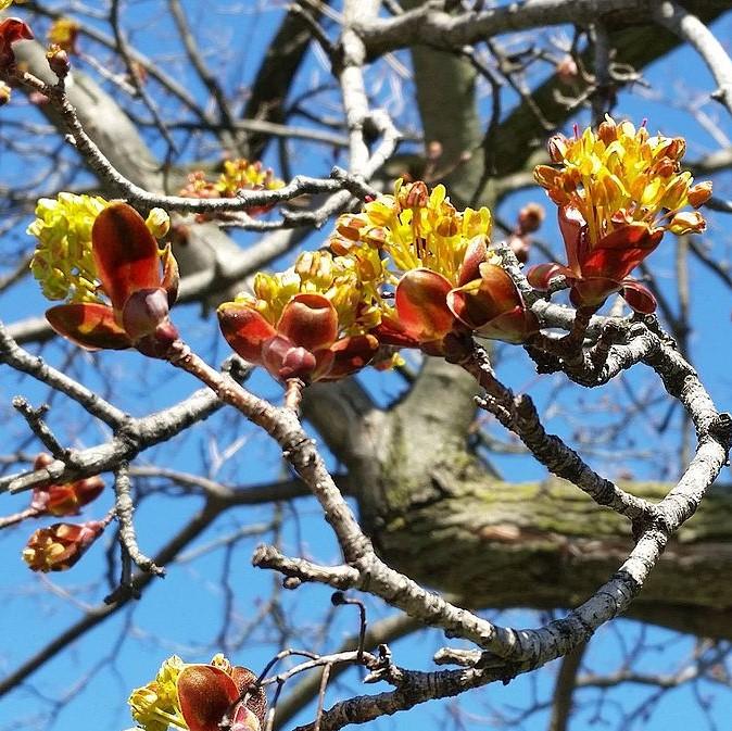 Acer rubrum~ Red Maple-ServeScape