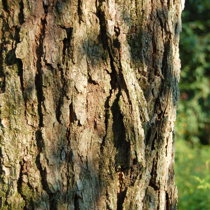 Acer rubrum~ Red Maple-ServeScape