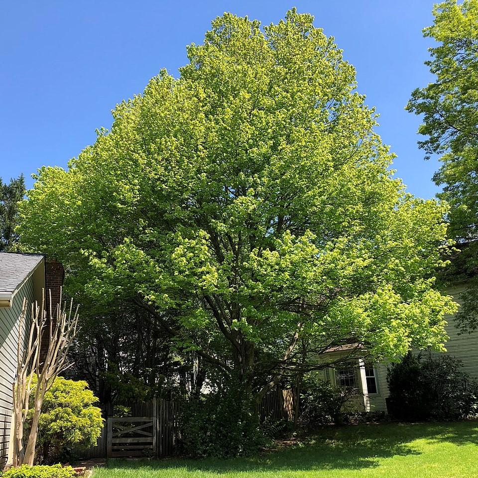 Acer rubrum~ Red Maple-ServeScape