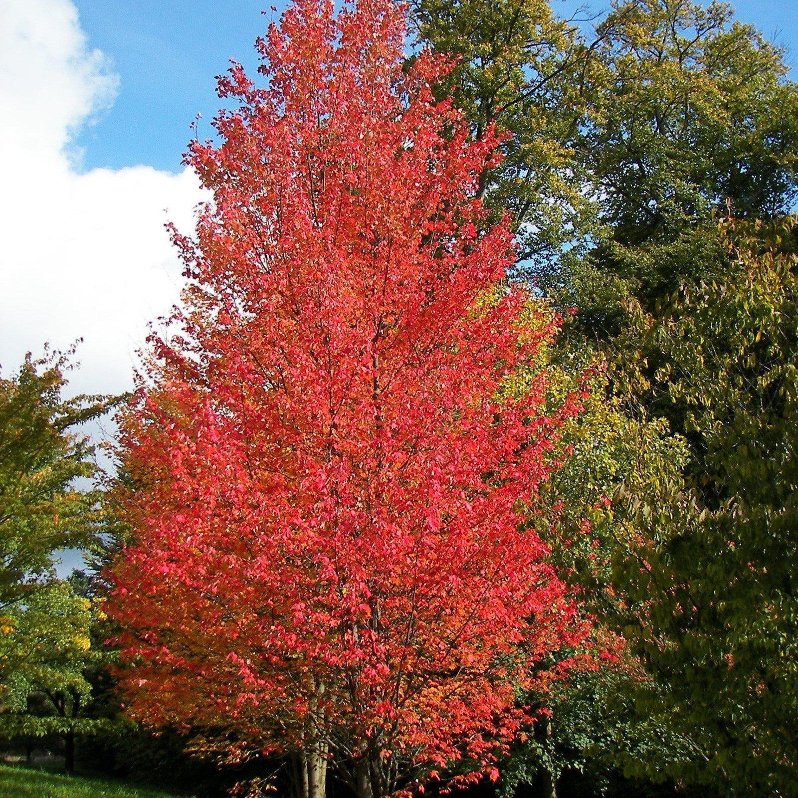 Acer rubrum 'Red Rocket' ~ Red Rocket Red Maple-ServeScape