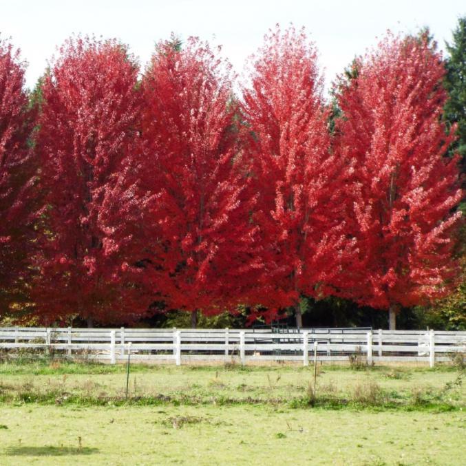 Acer rubrum 'Sun Valley' ~ Sun Valley Red Maple-ServeScape