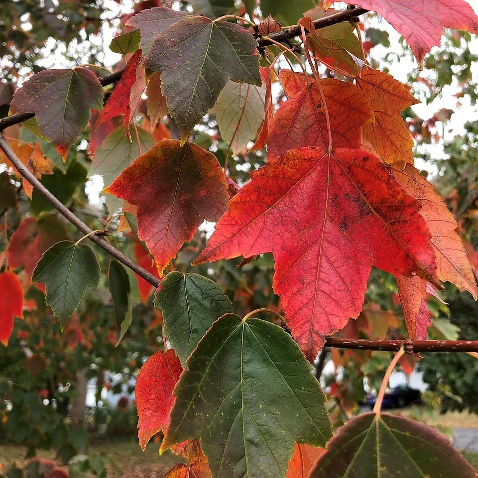 Acer rubrum drummondii ~ Drummond Red Maple-ServeScape