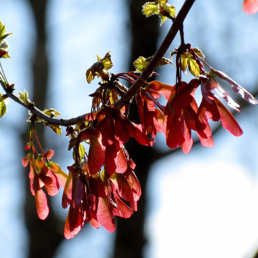 Acer rubrum drummondii ~ Drummond Red Maple-ServeScape