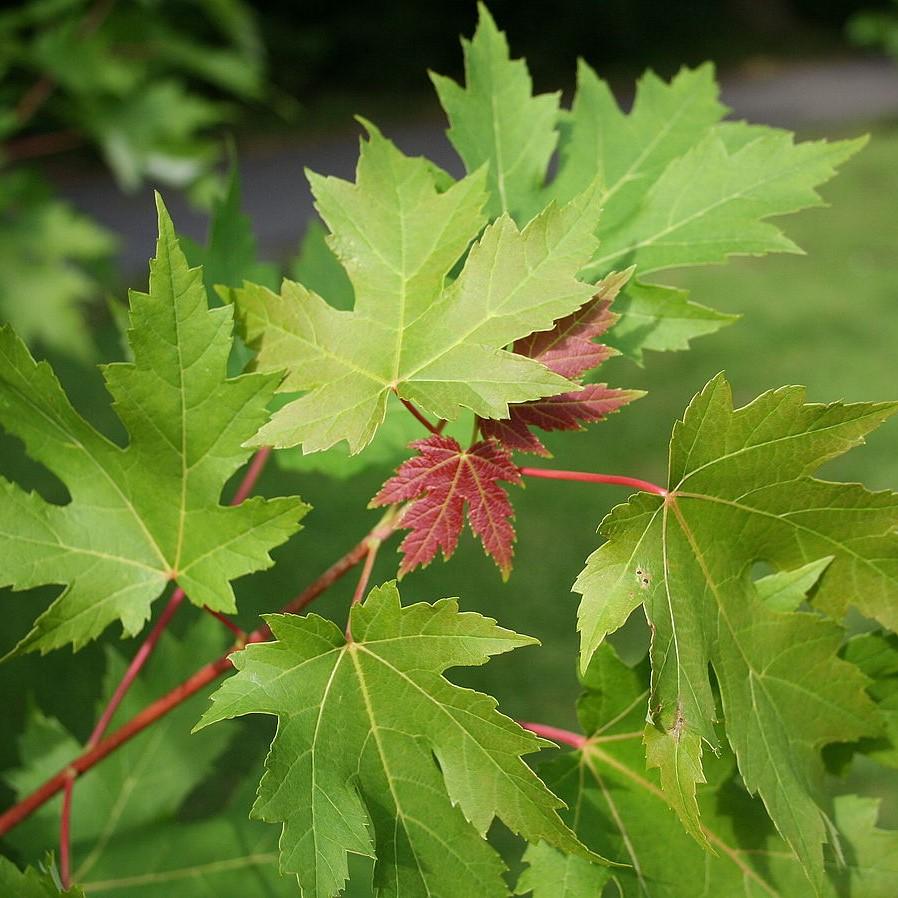 Acer saccharinum ~ Silver Maple-ServeScape