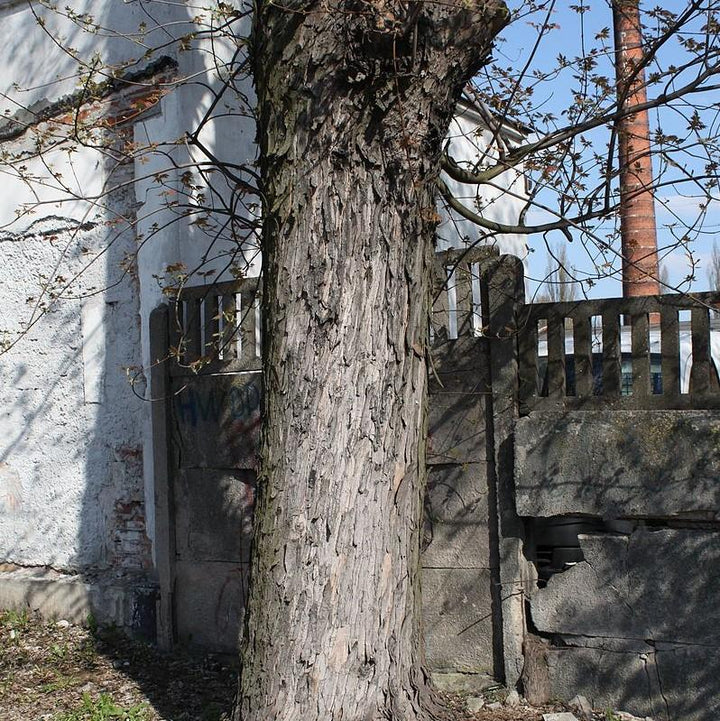 Acer saccharinum ~ Silver Maple-ServeScape