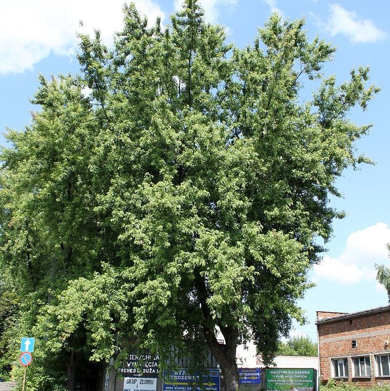 Acer saccharinum ~ Silver Maple-ServeScape