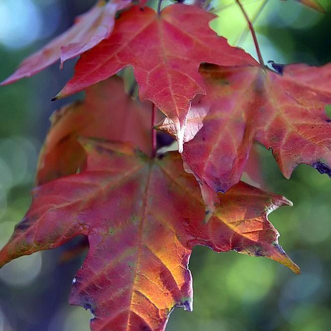 Acer saccharum 'Legacy' ~ Legacy Sugar Maple - Delivered By ServeScape