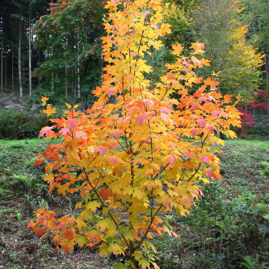 Acer saccharum 'Legacy' ~ Legacy Sugar Maple-ServeScape