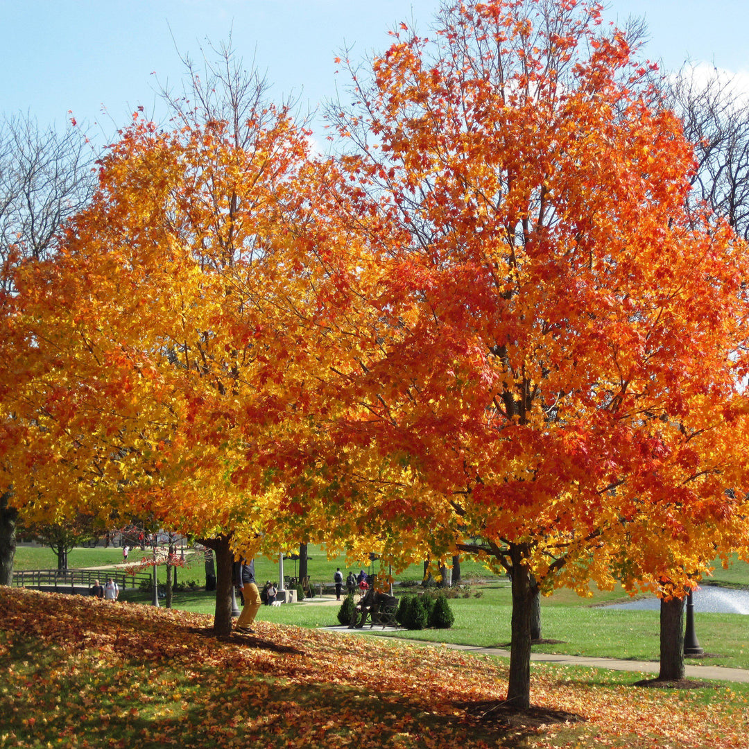 Acer saccharum ~ Sugar Maple-ServeScape